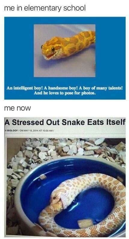 The best snek memes :) Memedroid