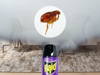 7 Best Flea Foggers & Bombs to Eliminate Fleas in Your Home ...