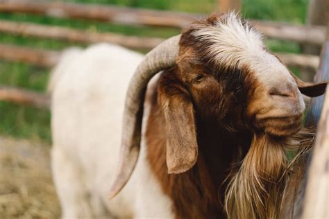 Key Rules to Start Boer Goat Farming: Requirements and Basics