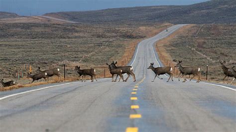 deer-herd-migration – Airstream Time