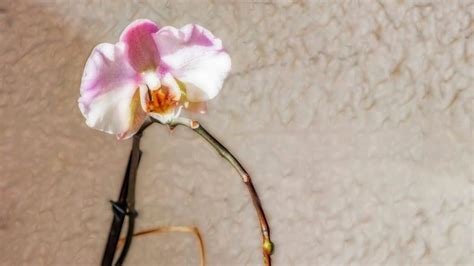 How to Grow an Orchid from a Stem Like a Master Gardener!