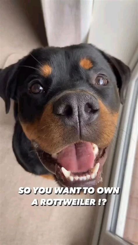 Hilarious Rottweiler Zoomies & Funny Antics | Adorable Rottie Dog's ...