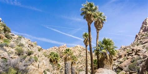 Hiking Trails in Palm Springs, CA | Savvy VRM