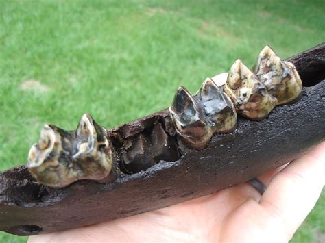 Awesome Tapir Mandible with Gorgeous Teeth | Recently Sold | FOSSILS ...