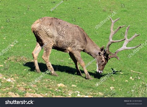 51 Thorold's Deer Images, Stock Photos & Vectors | Shutterstock