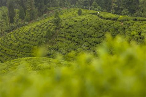 Kanyam Tea Farming Stock Photos - Free & Royalty-Free Stock Photos from Dreamstime