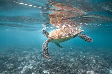 Snorkeling in Moalboal - Where to Swim With Giant Turtles on Cebu – We ...