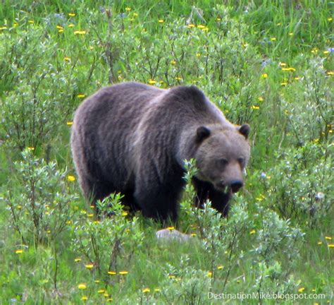 Destination Mike: The Grizzly Bears of Banff National Park