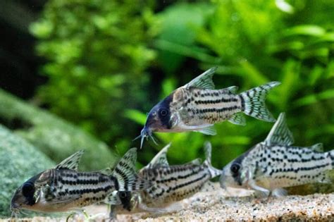 Cory Catfish (Corydoras): Popular Types, Care & Setup