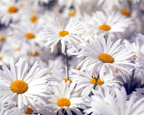 Beautiful White Flowers Wallpapers | HD Wallpapers | ID #5680