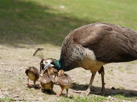 Baby Peacocks: All You Need To Know (with Pictures) | Birdfact