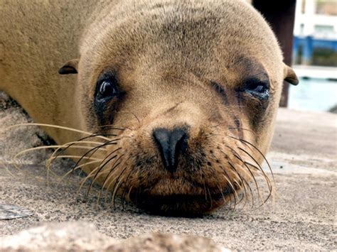 Galápagos Sea Lion – "OCEAN TREASURES" Memorial Library