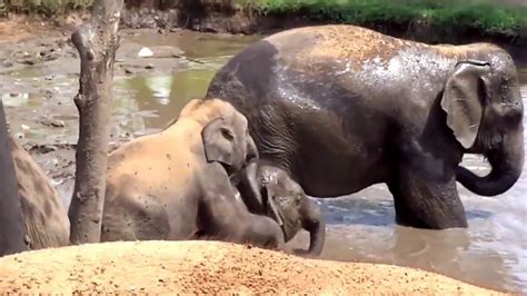 Elephants World Sanctuary - Kanchanaburi, Thailand - YouTube