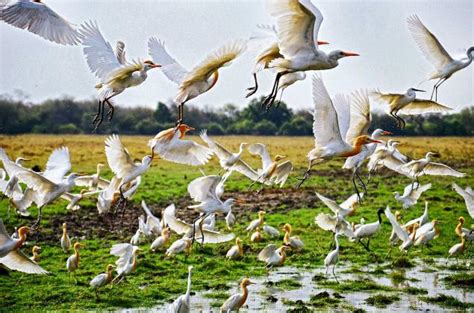 Birdwatching In Keoladeo Bird Sanctuary, India • Travel Tips