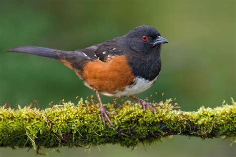 Spotted Towhee | Backyard birds, Bird life list, Bird