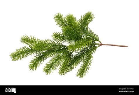 Christmas tree branch isolated Stock Photo - Alamy