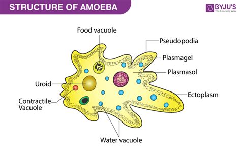 Amoeba: Diagram and Characteristics