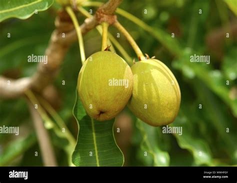 Fruits of the Karité tree / Shea butter tree Stock Photo - Alamy