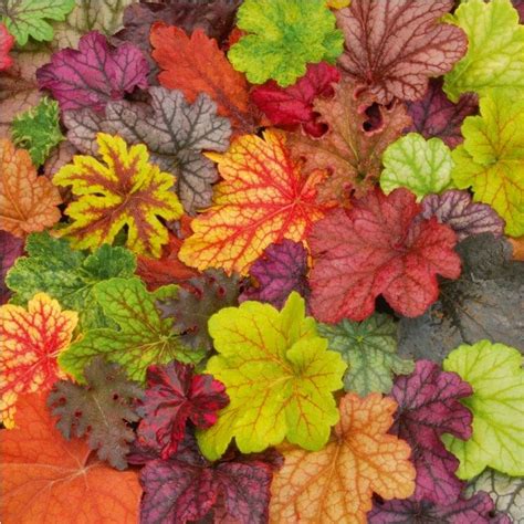 Coral Bells | Heuchera, Biennial plants, Shade plants