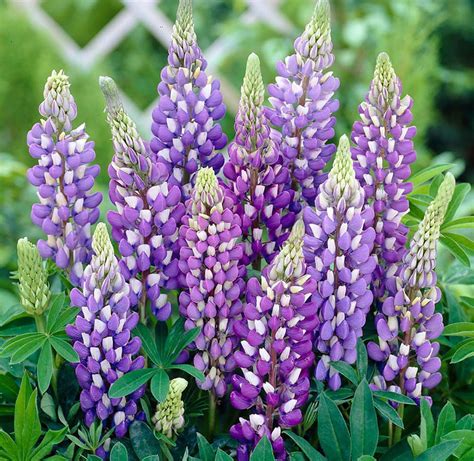 Gallery Blue Lupine Perennial - Lupinus - 4" Pot - Walmart.com