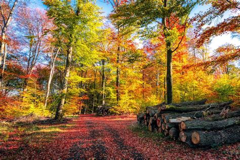 Der Wald im Herbstkleid Foto & Bild | landschaft, jahreszeiten, herbst ...