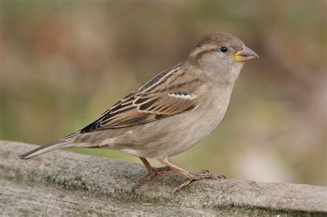 Female Sparrow