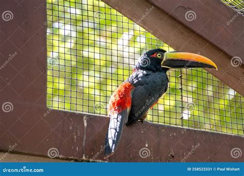 Aracari Toucan with Cage Behind Stock Image - Image of outdoor, america: 258523331