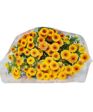 Cut flowers Cúc calimero vàng nhụy nâu (10 cành) Hoa cách cành, hoa lẻ