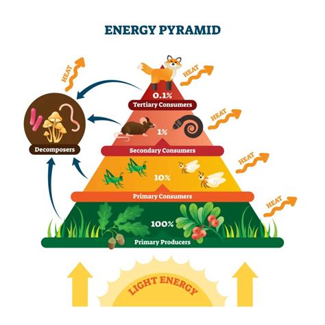 Freshwater Community Energy Relationships - Producers & Consumers ...