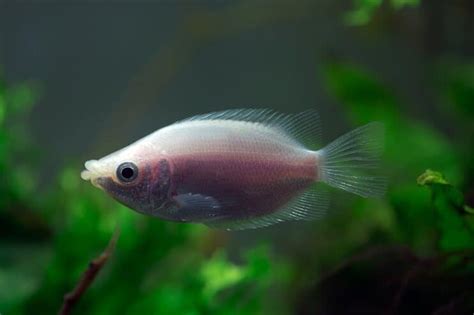 Complete Kissing Gourami Care Guide: A Tropical Fish Like No Other | Fishkeeping World