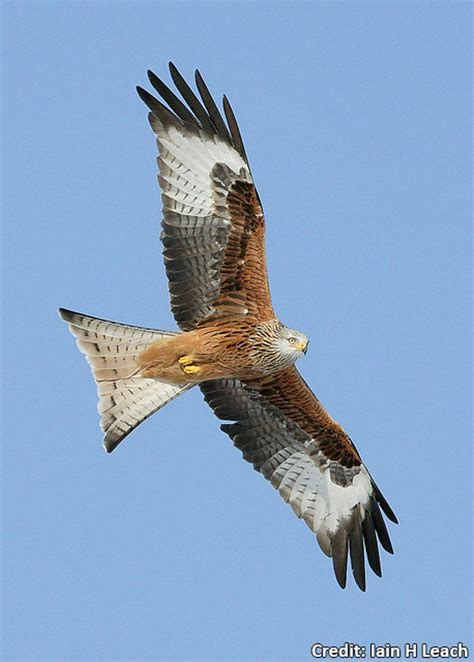 Wing Tips: Identifying our birds of prey | Birds of prey, British birds ...