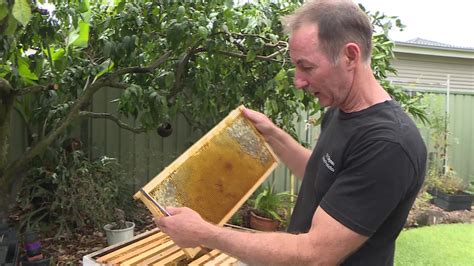 Varroa mite spreads even further across the Central Coast – NBN News