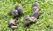 Bishan family of smooth-coated otters in Singapore - Global Times