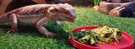 Bearded Dragon Diet - Complete Food List - Reptile Care