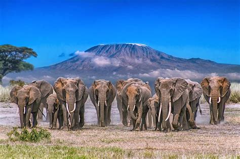 Kilimanjaro National Park - Afovas Tour