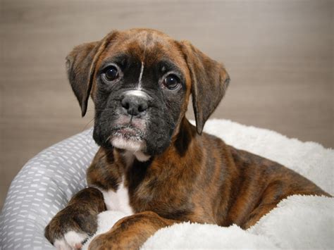 Brindle Female Boxer Puppies For Sale - Photos All Recommendation