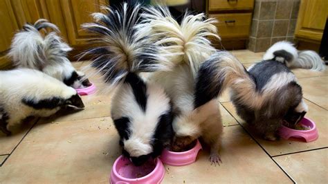 Pet Skunk For Sale | Order Baby Skunks Online