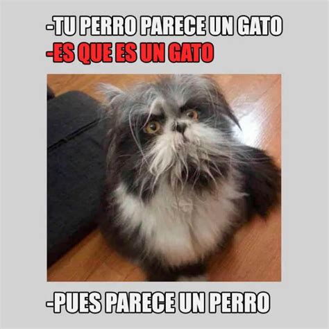 Tu perro parece un gato - Carcaja2.com - Memes Chistes Humor | Cuidar animales, Perros, Gatos