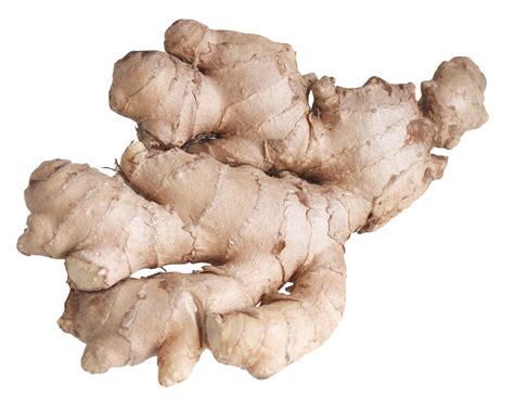 Free Ginger Root Cliparts, Download Free Ginger Root Cliparts png images, Free ClipArts on ...