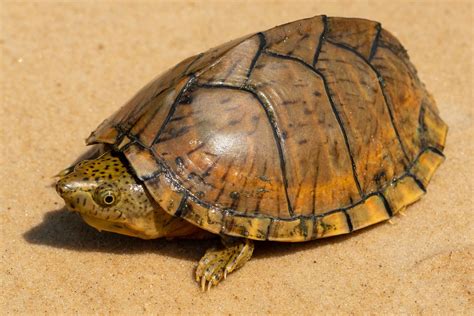 Razor-backed Musk Turtle – Reptiles and Amphibians of Mississippi