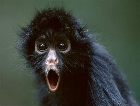 Shocking Face Monkey Funny Image | Monkeys funny, Funny monkey pictures, Baby animals super cute