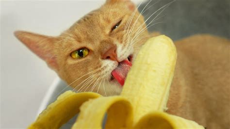 Cat Eating Banana for the first timeㅣDino cat - YouTube