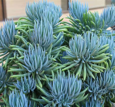 10 Beautiful Blue Succulents So Stunning You Should Get Them