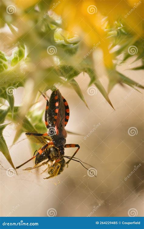 Assassin Bug Rhynocoris Iracundus in Their Life Cycle Captured on Plant Bloom Stock Image ...