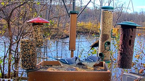 Cornell Lab FeederWatch Cam Filled With Visitors On Sunny Afternoon – Nov. 6, 2019 - YouTube