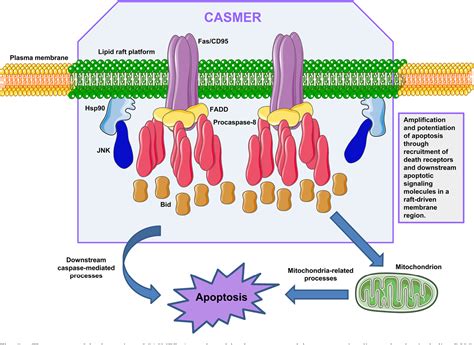 Lipid rafts as signaling hubs in cancer cell survival/death and ...