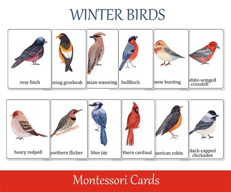 Winter Birds Identification Montessori 3 Part Cards, Preschool Flash ...