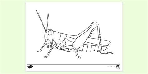 Grasshopper Colouring Page | Colouring Sheets (teacher made)