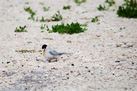 Nesting Least Tern Photo // Bird Nest Photo // by PloversParadise