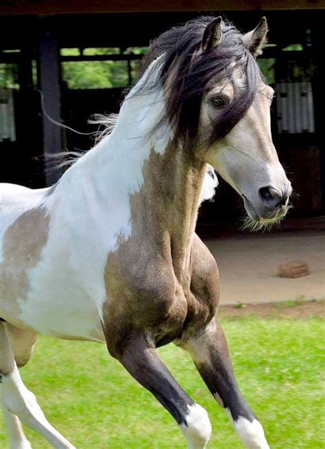 Buckskin tobiano Paso Fino stallion, Sequie de Estaban. photo ...